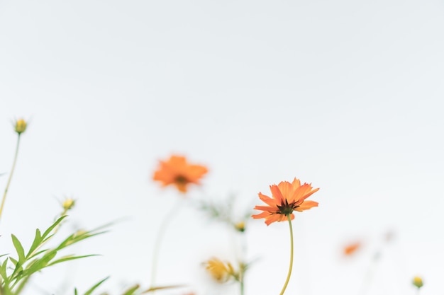 Mise au point sélective de belles fleurs colorées