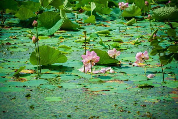 Mise au point sélective. Belles fleurs de lotus.