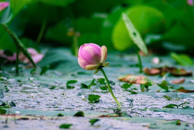 Photo mise au point sélective. belles fleurs de lotus.