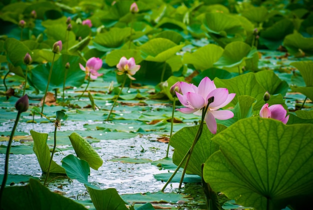 Photo mise au point sélective. belles fleurs de lotus.