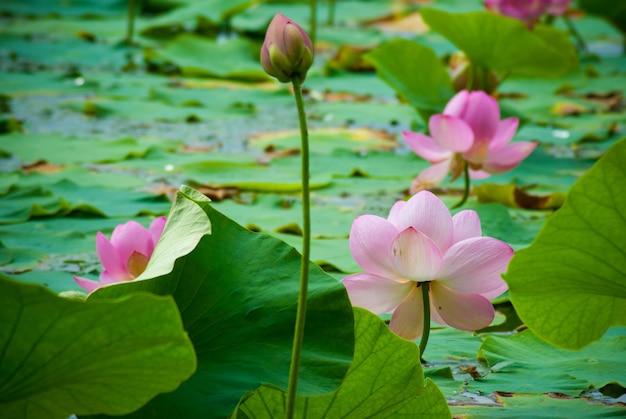 Mise au point sélective. Belles fleurs de lotus.