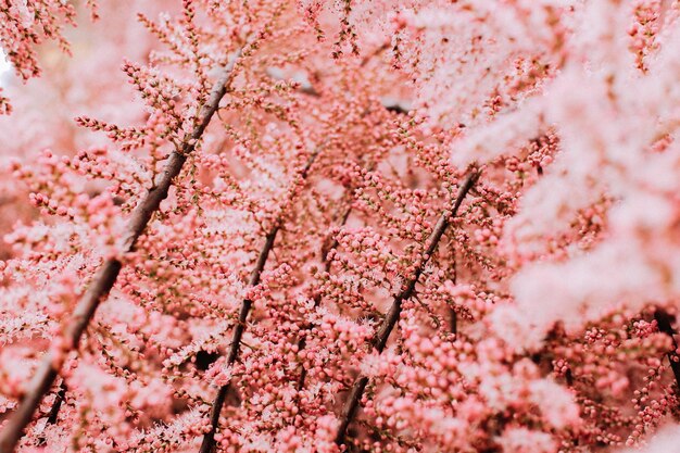 Mise au point sélective des branches avec des bourgeons de fleurs roses