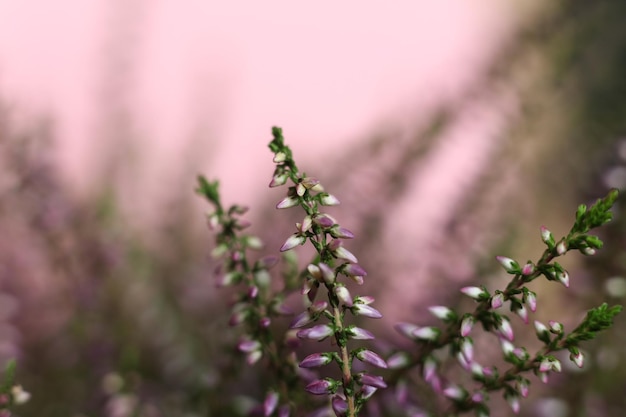 mise au point sélective bruyère rose sur fond rose