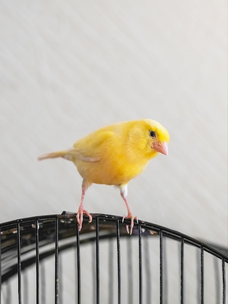 Mise au point sélective Le canari jaune curieux semble droit assis sur une cage sur un fond clair Reproduction d'oiseaux chanteurs Vue verticale