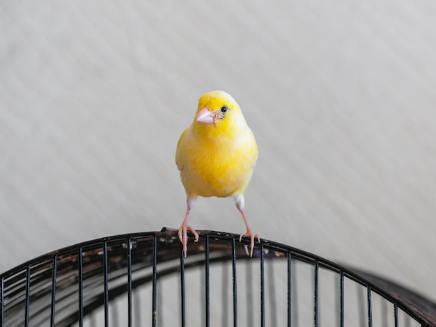 Mise au point sélective Le canari jaune curieux semble droit assis sur une cage sur un fond clair