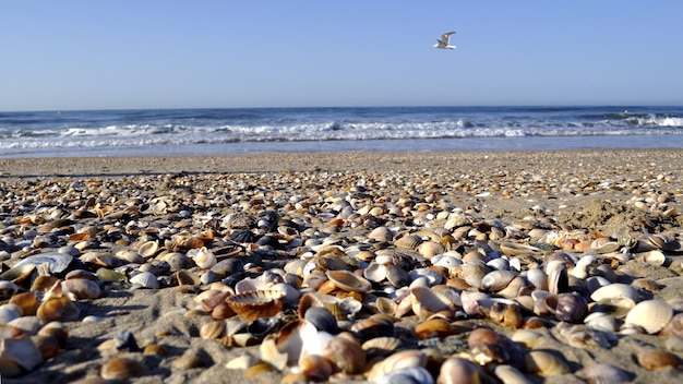 Mise au point sélective de centaines de crustacés sur la plage