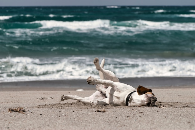 Mise au point sélective d'un chien drôle allongé sur un sable