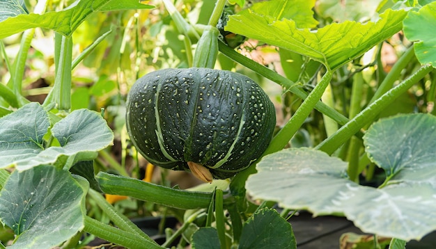 Mise au point sélective citrouille verte dans le jardin