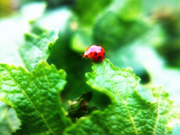 Mise au point sélective de la coccinelle clown sur une feuille Photo macro animale