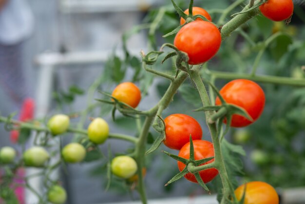 Mise au point sélective des cultures de légumes et de fruits