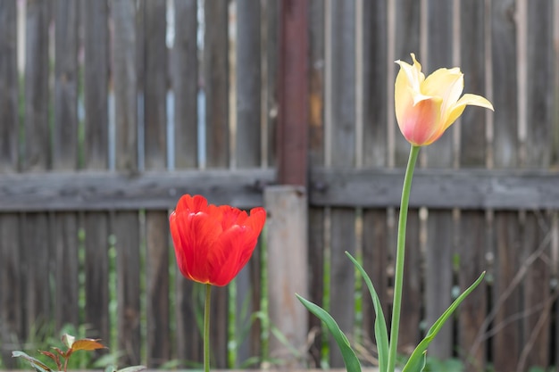 Mise au point sélective Deux tulipes dans le jardin avec des feuilles vertes Arrière-plan flou Une fleur