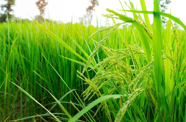 Photo mise au point sélective sur l'épi de riz rizière verte plantation de riz ferme de riz biologique en asie