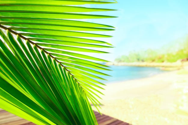 Mise au point sélective sur les feuilles de palmier sur fond de plage tropicale paisible, paysage de mer bleue, carte abstraite naturelle