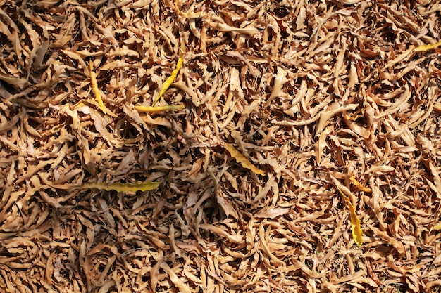 Mise au point sélective des feuilles sèches au sol, une belle forêt d'automne.