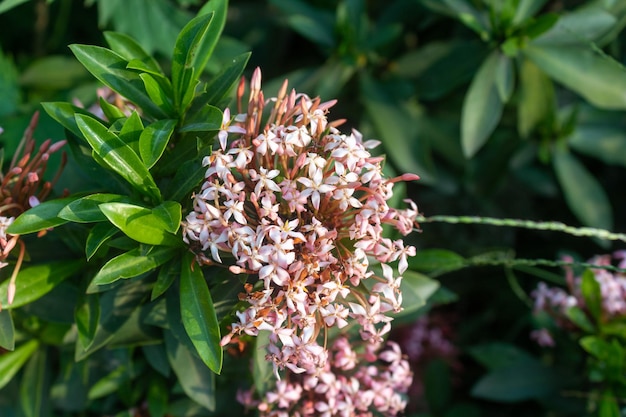 Photo mise au point sélective de la fleur de fleur d'ixora dans un jardin fleur de pointe blanche rose fleur de rubiaceae ixora coccinea fleur dans le jardin avec fond naturel fleurs tropicales