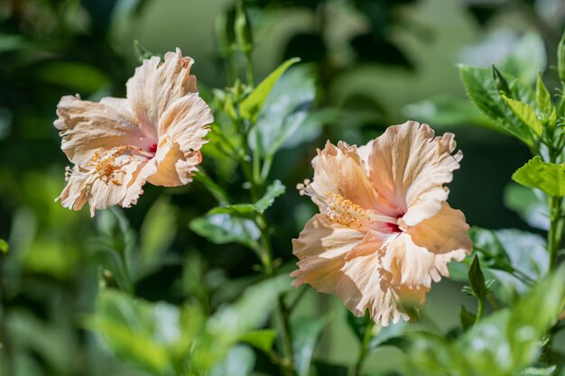 Photo mise au point sélective fleur d'hibiscus orange fleurit dans le jardin.