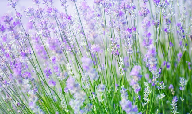 Mise au point sélective sur la fleur de lavande dans le jardin de fleurs fleurs de lavande éclairées par la lumière du soleil