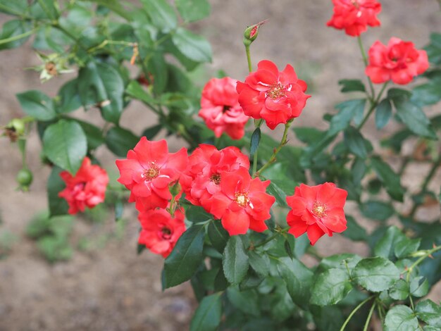 Mise au point sélective de fleur rose rouge