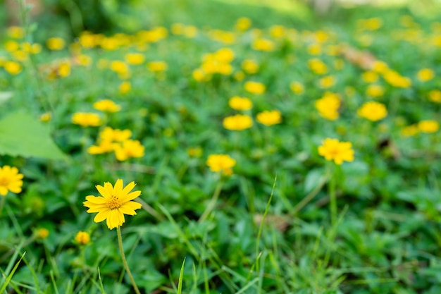 Mise au point sélective Fleur de Wedelia trilobata qui fleurit sur le terrain.