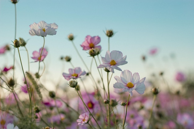 Mise au point sélective de fleurs colorées de cosmos de jardin poussant dans un champ