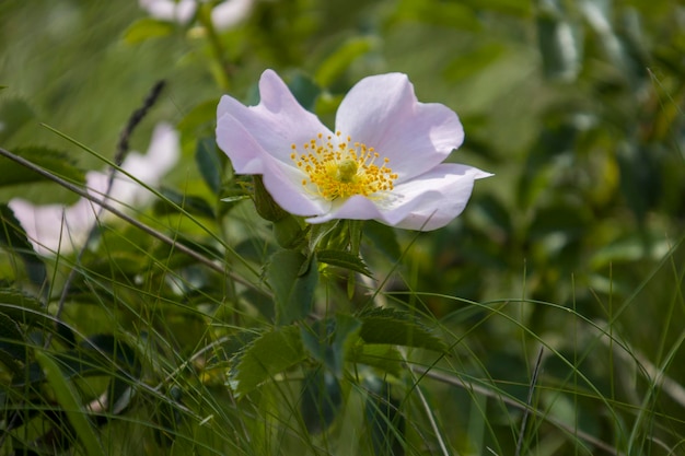 Mise au point sélective de fleurs d'églantier