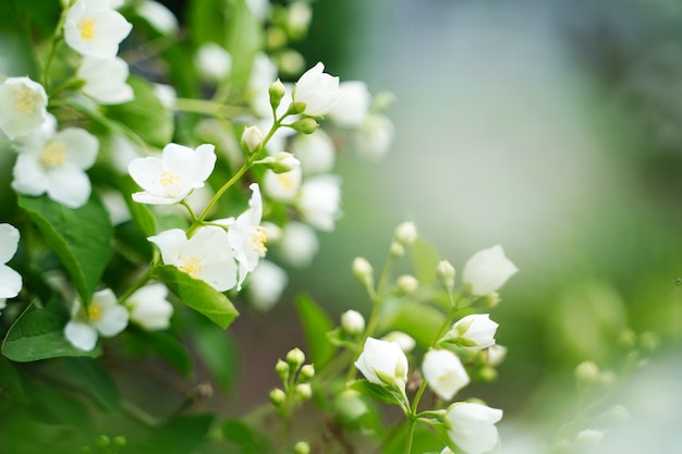 Mise au point sélective en fleurs de jasmin dans un jardin sous la lumière du soleil avec un arrière-plan flou