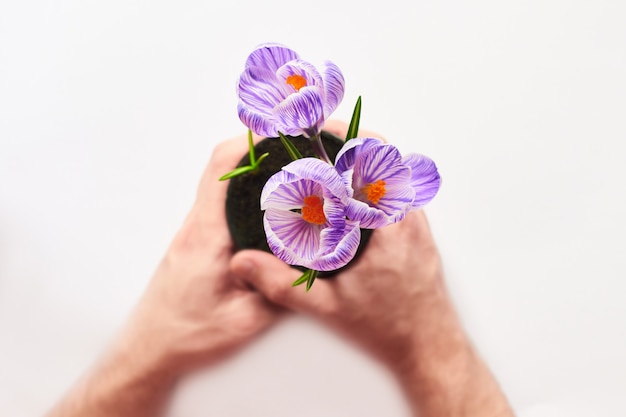 Mise au point sélective sur les fleurs. Résultat final du repiquage de la plante à domicile. Mains d'homme tenir un pot de jeunes crocus germés à la maison sur blanc