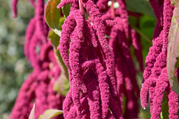 Mise au point sélective des fleurs roses fleuries Love-Lies-Bleeding