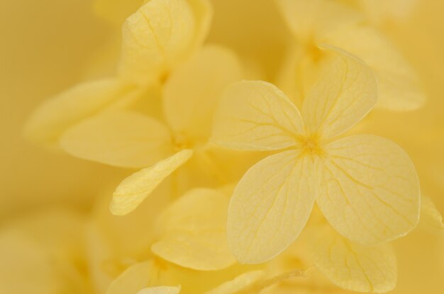 Mise au point sélective de fond de fleurs jaunes