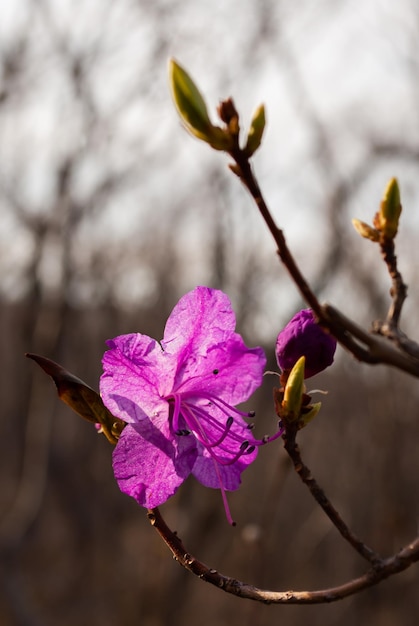 Mise au point sélective. Fond de printemps. Fleurs de printemps.