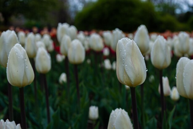 Mise au point sélective. Fond de printemps. Fleurs de printemps.