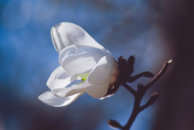 Mise au point sélective. Fond de printemps. Fleurs de printemps.