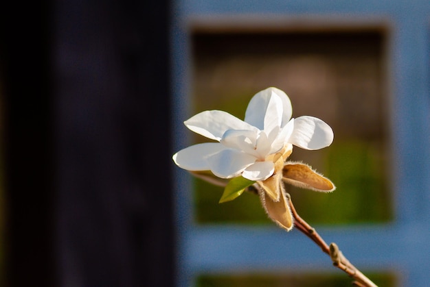 Mise au point sélective. Fond de printemps. Fleurs de printemps.