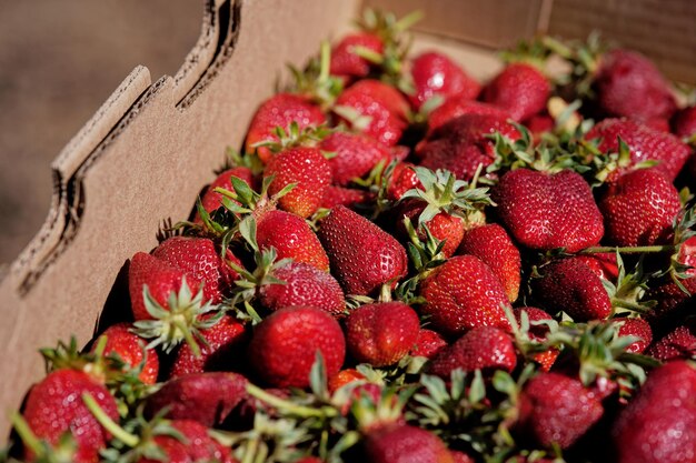 Mise au point sélective de fraises fraîchement récoltées dans une boîte