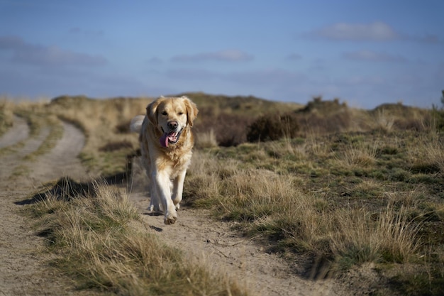 Mise au point sélective d'un Golden Retriever se promenant sur le terrain avec sa langue