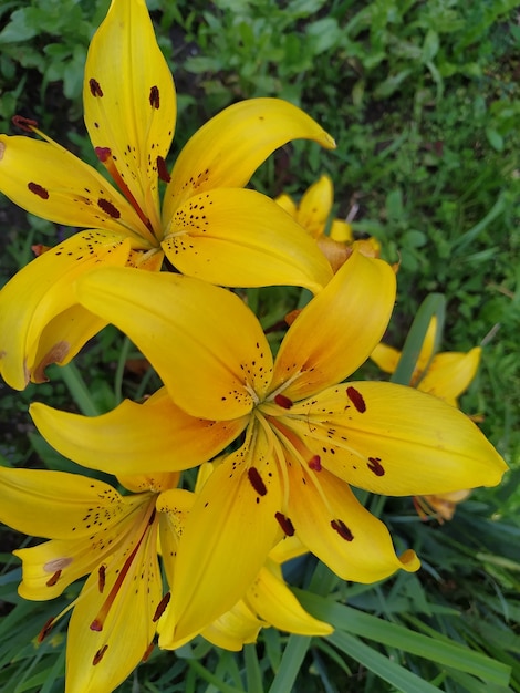 Photo mise au point sélective d'une grande fleur proéminente, lys blanc jaune aux feuilles vertes, lilium est un genre de plantes herbacées à fleurs poussant à partir de bulbes, fond floral nature.