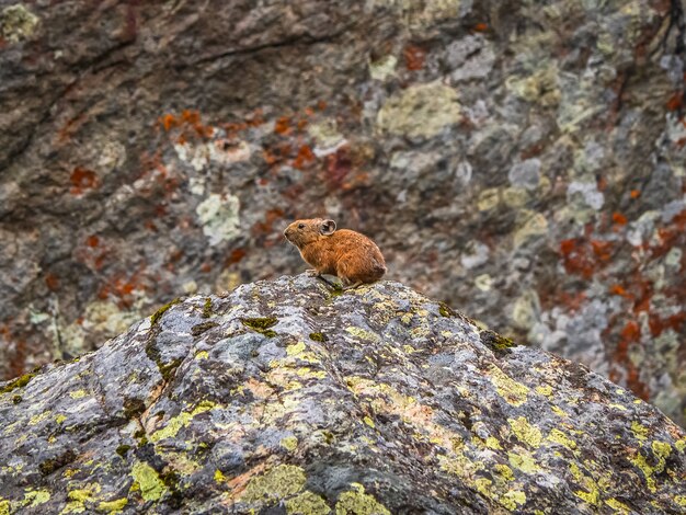 Mise au point sélective. Gros plan sur un drôle de Pika Ochotona collaris se trouve sur des rochers dans la montagne de l'Altaï. Mignon petit mammifère sur fond flou. Petit rongeur pika se prélasser sur le rocher.