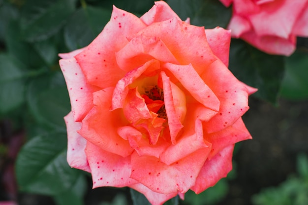 Mise au point sélective sur un gros plan de fleur rose orange-rose dans un jardin en été