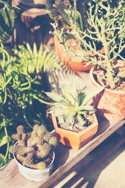 Mise au point sélective gros plan tourné sur une grappe de cactus