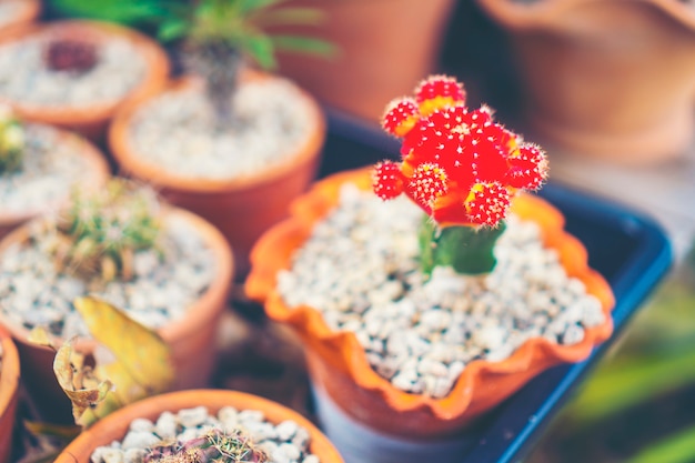 Mise au point sélective gros plan tourné sur une grappe de cactus