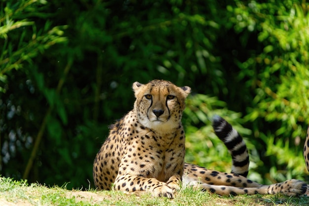 Mise au point sélective d'un guépard allongé sur l'herbe dans le désert