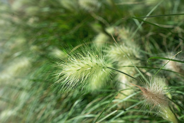 Mise au point sélective sur l'herbe à plumes dans le pré.