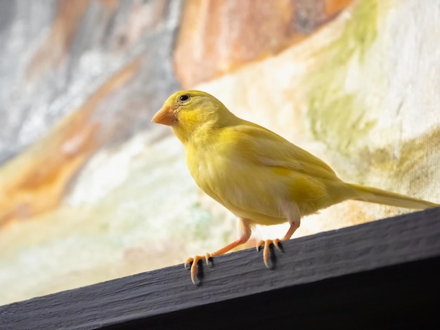 Mise au point sélective Jeune mâle Canari jaune curieux semble droit assis sur une cage sur un fond de couleur Oiseaux chanteurs reproducteurs à la maison