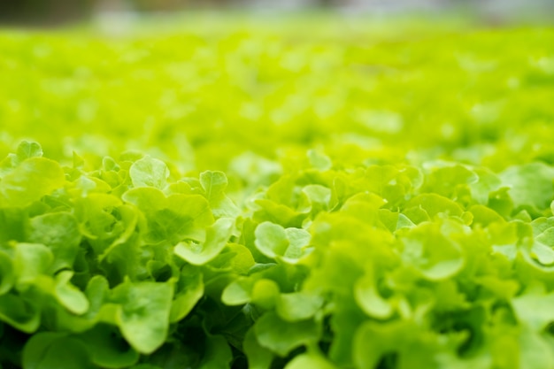 Mise au point sélective de légumes biologiques, vetgetable frais. Laitue pour la salade.