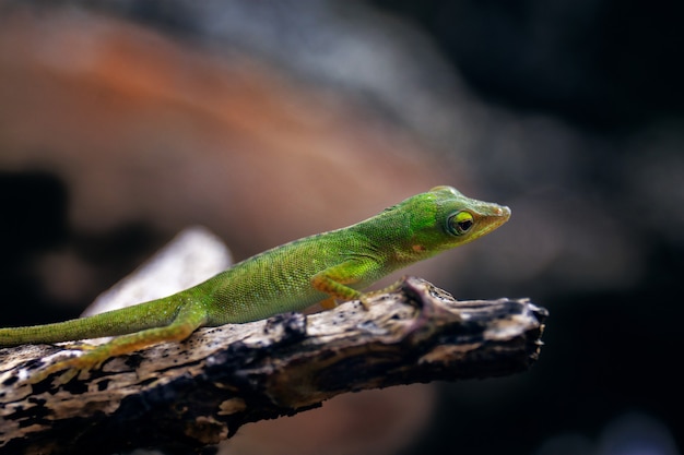 Mise au point sélective d'un lézard vert debout sur une pierre sombre