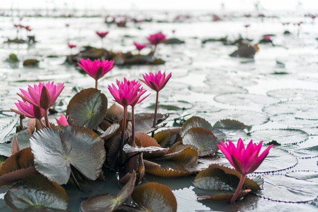 Mise au point sélective de lotus de belles fleurs colorées dans un étang avec fond de bokeh d'été.