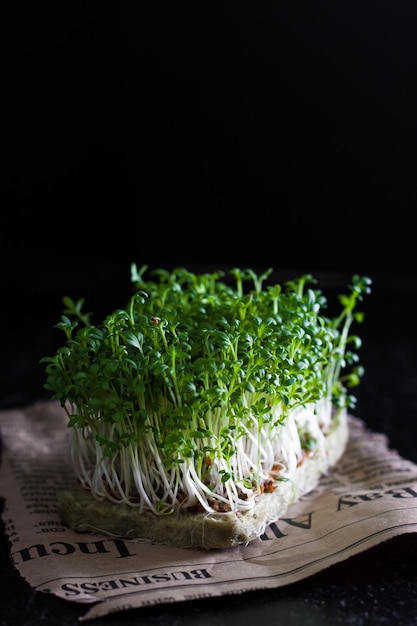 Photo mise au point sélective micro-légumes de radis et de tournesol germination des graines à la maison concept d'alimentation saine et végétalienne graines de radis germées micro-légumes culture de germes aliments biologiques