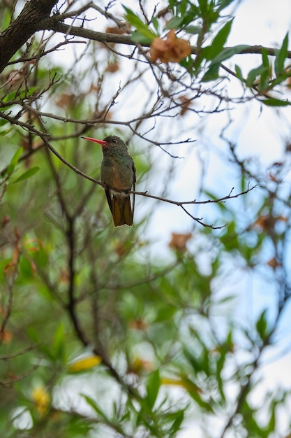 Mise au point sélective d'un oiseau exotique assis sur une branche d'arbre