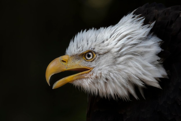 Mise au point sélective d'un oiseau pygargue à tête blanche du profil latéral