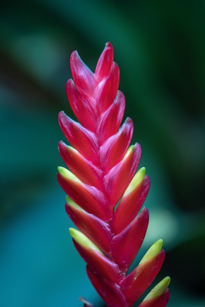 Mise au point sélective plante tropicale de broméliacées.